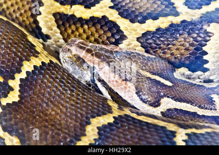 Photo of reticulated python head close up Stock Photo