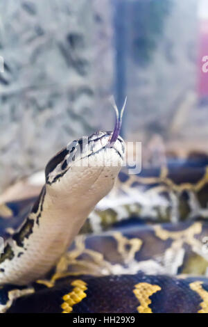 Photo of python head with put out tongue on stone background Stock Photo