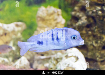 Photo of fish haplochromis mooriii in aquarium Stock Photo