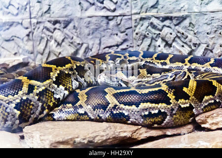 Photo of snake python in the midst of stones Stock Photo