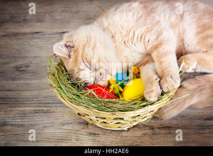 Little cream kitten sleeping on the basket with colored eggs Stock Photo