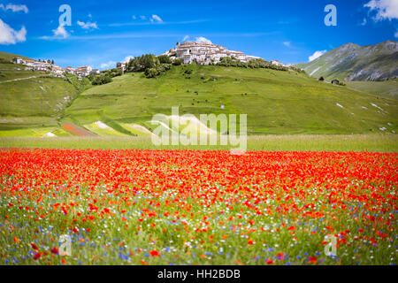 Wild Flowers Bloom in Castelluccio di Norcia, Umbra, Italy, Europe ...