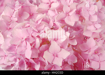 Beautiful Pink hydrangeas flower background. Natural color.