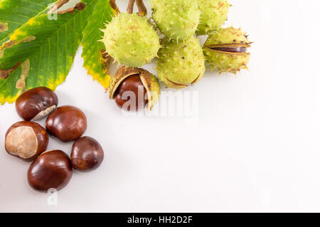 Wild chestnuts with leaves on a white background Stock Photo