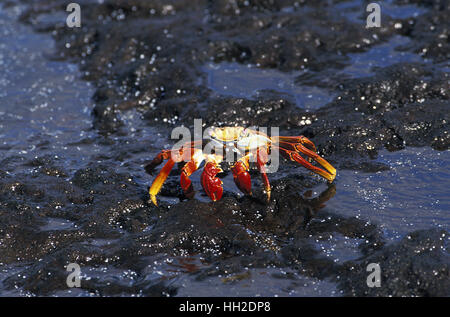 Sally Lightfoot Crab,   grapsus grapsus, Adult standing on Rocks, Galapagos Islands Stock Photo
