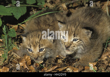 European Lynx,  felis lynx,   Cub Stock Photo