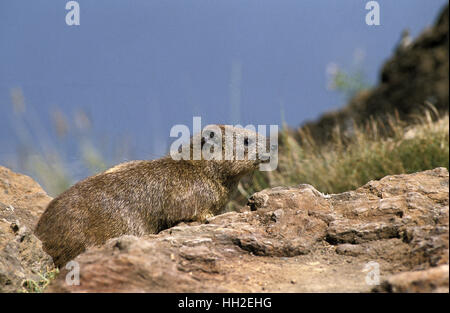 Rock Hyrax or Cape Hyrax,   procavia capensis, Adult standing on Rocks, Kenya Stock Photo