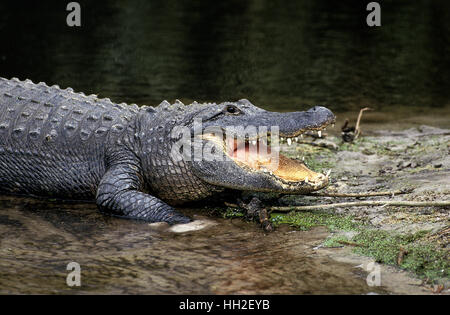 American Alligator,   alligator mississipiensis, Adult with Open Mouth Regulating Body Temperature Stock Photo