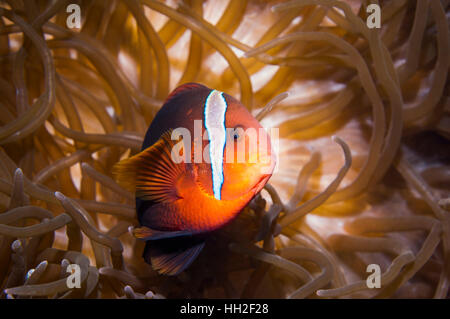 Spinecheek anemonefish [Premnas biaculatus].  Cebu, Malapascua Island, Philippines. Stock Photo