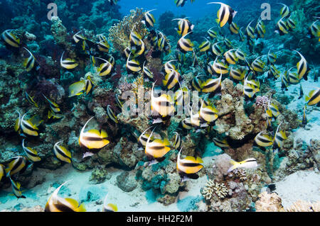 Large school of Red Sea bannerfish (Heniochus intermedius).  Endemic.  Egypt, Red Sea. Stock Photo