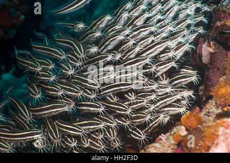 Lined catfish school.  Cebu, Malapascua Island, Philippines Stock Photo