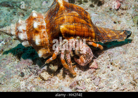 Jeweled anemone hermit crab [Dardanus gemmatus].  Cebu, Malapascua Island, Philippines. Stock Photo