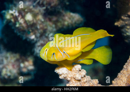 Lemon coralgoby [Gobiodon citrinus] pair on coral perch.  Egypt, Red Sea. Stock Photo