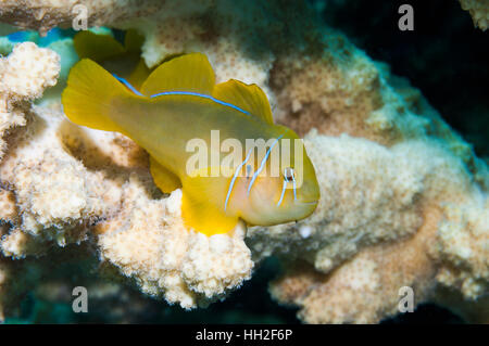 Lemon coralgoby [Gobiodon citrinus] on coral perch.  Egypt, Red Sea. Stock Photo