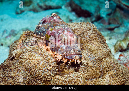 Tasseled scorpionfish (Scorpaenopsis oxycephala) perched on soft coral.  Andaman Sea, Thailand Stock Photo