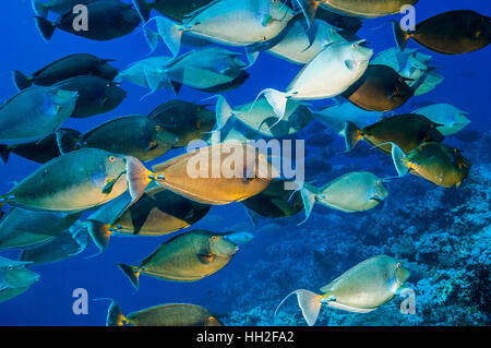 Bluespine surgeonfish [Naso unicornis] school.  Egypt,  Red Sea. Stock Photo