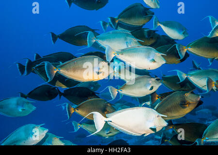 Bluespine surgeonfish [Naso unicornis] school.  Egypt,  Red Sea. Stock Photo