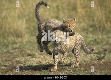 Cheetah, acinonyx jubatus,   Cub playing, Masai Mara Park in Kenya Stock Photo
