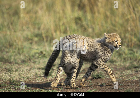 Cheetah, acinonyx jubatus,  Cub, Masai Mara Park in Kenya Stock Photo