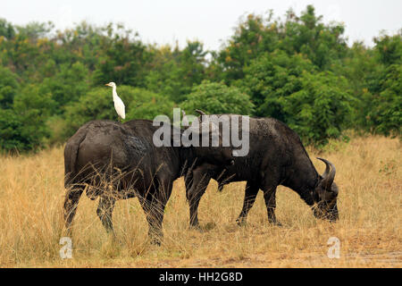 African Buffalos (Syncerus caffer, aka Cape Buffalo). Queen Elisabeth National Park, Uganda Stock Photo