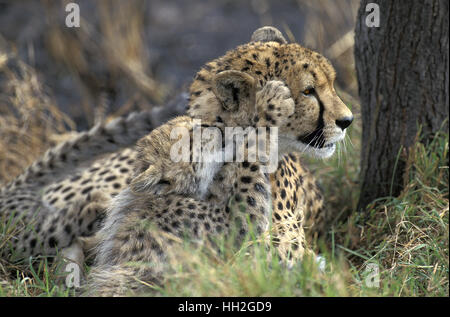 Cheetah, acinonyx jubatus, Mother playing with Cub, Masai Mara Park in Kenya Stock Photo