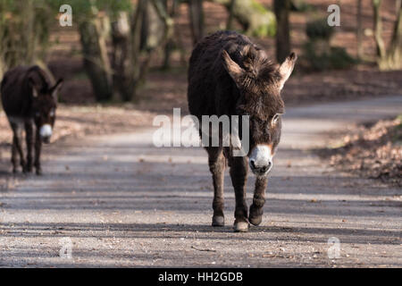 Donkeys on road in New Forest National Park. Pair of free roaming animals walking along through woodland in southern England, UK Stock Photo