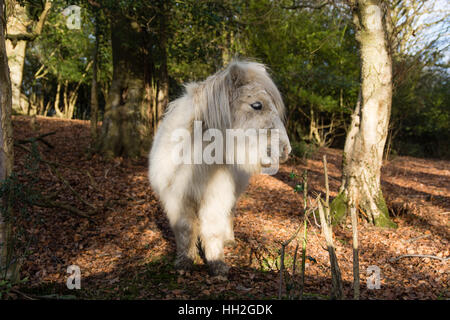 White New Forest pony in woodland. Wild horse roaming freely in National Park in south of England, UK Stock Photo