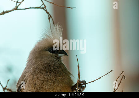 Mousebird clinging to the branches in the tree. Stock Photo