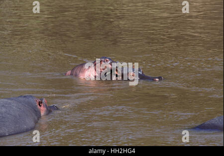 Hippopotamus, hippopotamus amphibius, Mother and Calf standing in River, Masai Mara Park in Kenya Stock Photo