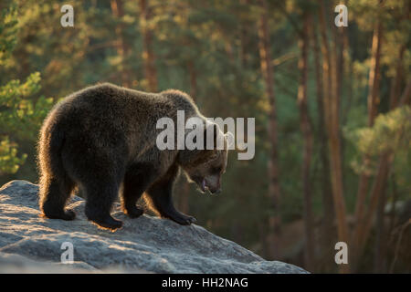 European Brown Bear / Braunbaer ( Ursus arctos ), stands on a rock in the mountains, watching down, exploring its surrounding.