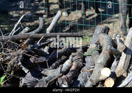 Small Green Vine Snake, Ahaetulla nasuta in a woodpile Chrysopelea ornata