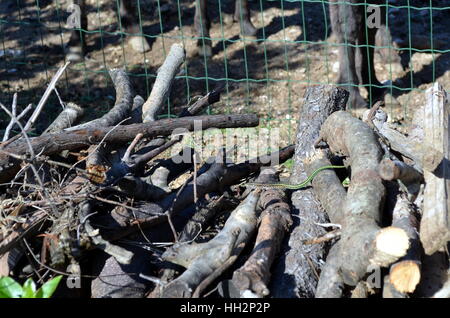 Small Green Vine Snake, Ahaetulla nasuta in a woodpile Chrysopelea ornata