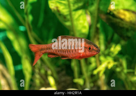 Portrait of freshwater barb fish (Puntius titteya) in aquarium Stock Photo