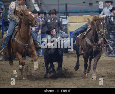 Denver, USA. 16th Jan, 2017. Steer Wrestler Cody Pratt of CO jumps on his steer during the PRCA Performance #9 at the National Western Stock Show Monday afternoon. Credit: Hector Acevedo/ZUMA Wire/Alamy Live News Stock Photo