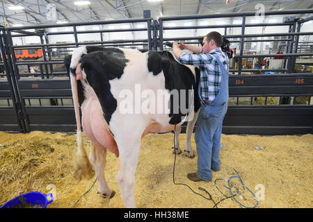 Fort Worth, USA. 16th January, 2017. Bill Marsh of Windthorst, TX prepares a cow for the Holstein Dairy Cow show at the Ft. Worth Stock Show. Credit:  Hum Images/Alamy Live News Stock Photo