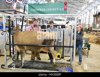 Fort Worth, USA. 16th January, 2017. Shane Hulle of Eu Claire, Wisconsin helps groom a cow for owner Kyler Valenta of El Campo, TX (middle) as friend Emmy Walley of Jacksonville, TX looks on.  Credit:  Hum Images/Alamy Live News Stock Photo