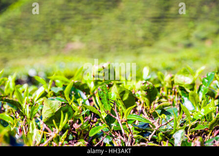 Close up of tea bush leaves, Cameron highands, Malaysia Stock Photo