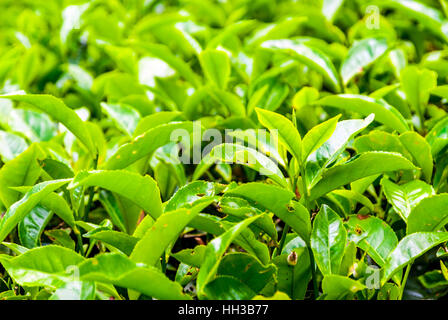 Close up of tea bush leaves, Cameron highands, Malaysia Stock Photo