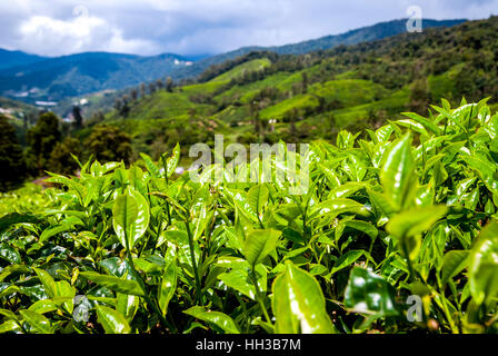 Close up of tea bush leaves, Cameron highands, Malaysia Stock Photo