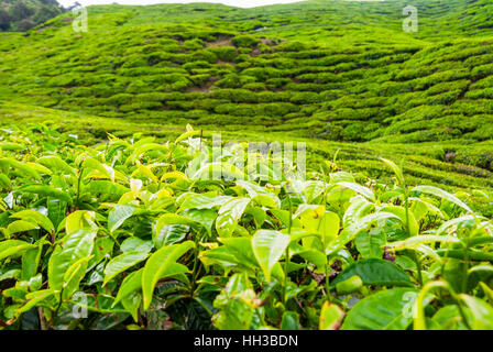 Close up of tea bush leaves, Cameron highands, Malaysia Stock Photo