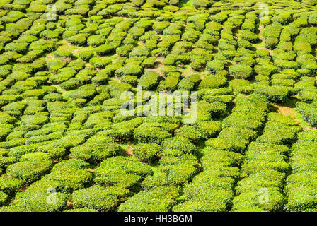 Scenic tea plantations in cameron highlands, Malaysia Stock Photo