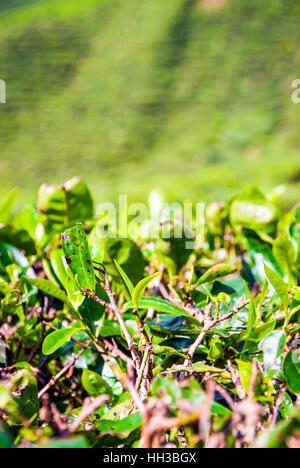 Close up of tea bush leaves, Cameron highands, Malaysia Stock Photo