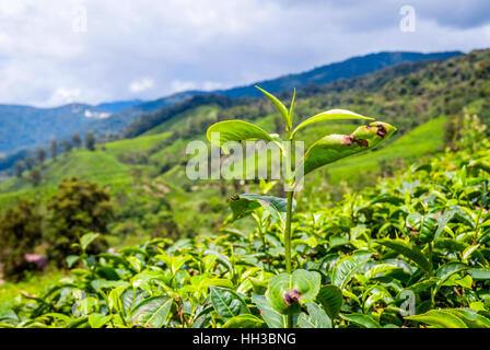 Close up of tea bush leaves, Cameron highands, Malaysia Stock Photo