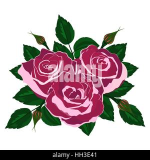 bouquet of pink roses on a white background Stock Vector