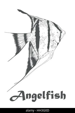 Hand drawn sketch of Angel fish, Pterophyllum species originate from the Amazon River. Colorless vector illustration isolated on white with text. Stock Vector