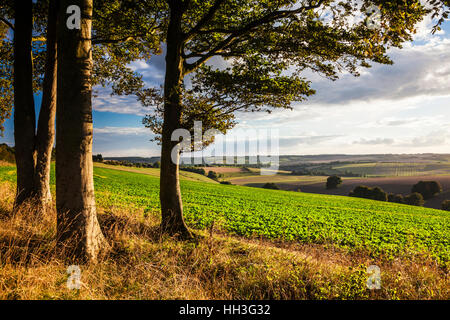 Evening light over the North Wessex Downs in Wiltshire. Stock Photo