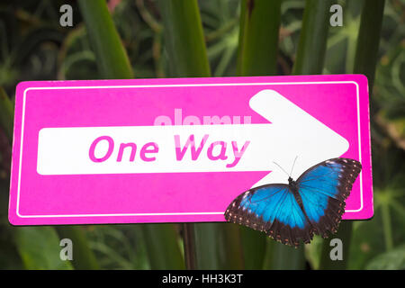 Blue morpho butterfly,morpho peleides, with wings open on pink one way sign in the Glasshouse, RHS Garden Wisley, Surrey, England, UK in January Stock Photo