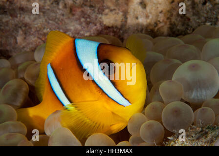 Clownfish, Amphiprion bicinctus, Amphiprionidae, Sharm el- Sheikh, Red Sea, Egypt Stock Photo