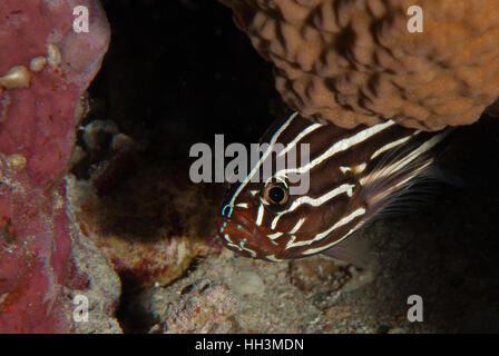 Sixstriped soapfish, Grammistes sexlineatus, Serranidae, Red SEa, Sharm el-Sheikh, Egypt Stock Photo