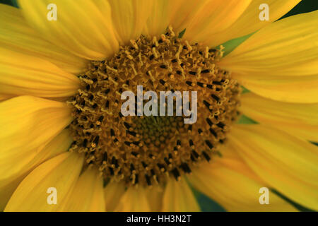 Blühende Sonnenblume im Garten Stock Photo Alamy